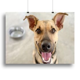 Dog and Bowl Canvas Print or Poster (Type: Standard Framed Canvas Print, size: 28" x 20" / 70cm x 50cm (approx))